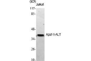 Western Blot analysis of various cells using Apaf-1-ALT Polyclonal Antibody diluted at 1:500. (APAF1 Antikörper  (AA 260-340))