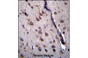 DYSFIP1 Antibody (N-term) (ABIN657090 and ABIN2846248) immunohistochemistry analysis in formalin fixed and paraffin embedded human brain tissue followed by peroxidase conjugation of the secondary antibody and DAB staining. (PPP1R27 Antikörper  (N-Term))