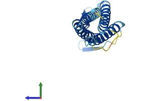 Protein Structure (PS) image for Lens Intrinsic Membrane Protein 2, 19kDa (LIM2) (AA 1-173) protein (His tag) (ABIN7556483)