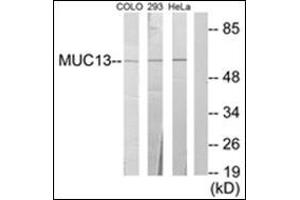 Western blot analysis of extracts from 293/HeLa/COLO205 cells, using MUC13 Antibody.