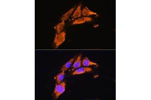 Immunofluorescence analysis of NIH/3T3 cells using AGRN Rabbit pAb (ABIN7265516) at dilution of 1:100. (AGRN Antikörper  (AA 30-350))