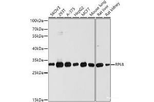Western blot analysis of extracts of various cell lines using RPL8 Polyclonal Antibody at dilution of 1:1000. (RPL8 Antikörper)