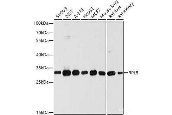 RPL8 抗体