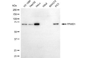 Western blotting analysis using PPWD1 antibody (ABIN7799769). (PPWD1 Antikörper)