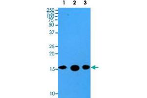 Western blot analysis of cell lysates of HeLa (35 ug) and recombinant proteins (10 ng) were resolved by SDS-PAGE, transferred to PVDF membrane and probed with SUMO2 monoclonal antibody, clone AT10F1  (1 : 500). (SUMO2 Antikörper  (AA 1-93))