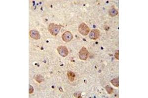 Immunohistochemistry analysis in formalin fixed and paraffin embedded human brain tissue reacted with FUSSEL18 Antibody (C-term) followed by peroxidase conjugation of the secondary antibody and DAB staining. (SKOR2 Antikörper  (C-Term))