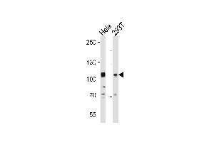 Western blot analysis of lysates from Hela, 293T cell line (from left to right), using EPHA10 Antibody (N-term) (ABIN391903 and ABIN2841719). (EPH Receptor A10 Antikörper  (N-Term))