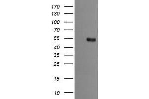 Image no. 2 for anti-Mdm4-binding Protein (MDM4) antibody (ABIN1499356) (MDM4-binding Protein Antikörper)