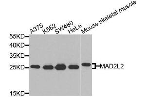 Western blot analysis of extracts of various cell lines, using MAD2L2 antibody (ABIN6003593) at 1/1000 dilution. (MAD2L2 Antikörper)