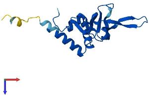RPL26 Protein (AA 1-145) (His tag)