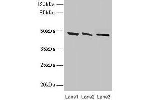 Western blot All lanes: HSDL2 antibody at 3 μg/mL Lane 1: 293T whole cell lysate Lane 2: Hela whole cell lysate Lane 3: HepG2 whole cell lysate Secondary Goat polyclonal to rabbit IgG at 1/10000 dilution Predicted band size: 46, 38 kDa Observed band size: 46 kDa (HSDL2 Antikörper  (AA 1-345))
