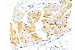 ABIN6257301 and ABIN6275376 at 1/100 staining Rat skin tissue by IHC-P. (KCNK7 Antikörper  (Internal Region))