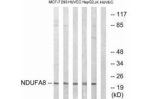Western Blotting (WB) image for anti-NADH Dehydrogenase (Ubiquinone) 1 alpha Subcomplex, 8, 19kDa (NDUFA8) (Internal Region) antibody (ABIN1851636) (NDUFA8 Antikörper  (Internal Region))