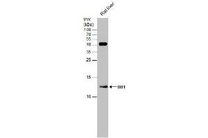 WB Image Rat tissue extract (50 μg) was separated by 15% SDS-PAGE, and the membrane was blotted with DDT antibody [N1C3] , diluted at 1:500.