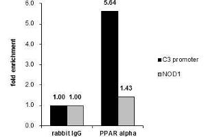 ChIP Image Cross-linked ChIP was performed with HepG2 chromatin extract and 5 μg of either control rabbit IgG or anti-PPAR alpha antibody. (PPARA Antikörper  (N-Term))
