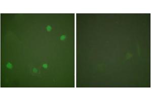 Immunofluorescence analysis of COS7 cells, using HDAC3 antibody. (HDAC3 Antikörper  (C-Term))