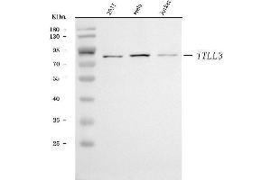 Western blot analysis of TTLL3 using anti-TTLL3 antibody (ABIN7600063).