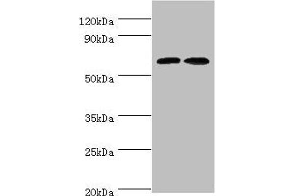 CREB3L2 Antikörper  (AA 1-247)