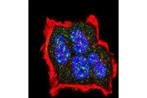 Confocal immunofluorescent analysis of Phospho-TSC2- Antibody (ABIN389864 and ABIN2839724) with MCF-7 cell followed by Alexa Fluor 488-conjugated goat anti-rabbit lgG (green). (Tuberin Antikörper  (pSer1420))