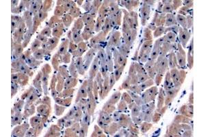 Immunohistochemistry (IHC) image for anti-Malate Dehydrogenase 2, NAD (Mitochondrial) (MDH2) (AA 25-338) antibody (ABIN7441490)