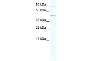 SITPEC antibody (20R-1136) used at 1 ug/ml to detect target protein. (ECSIT Antikörper  (Middle Region))