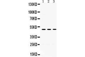 Western Blotting (WB) image for anti-Oligodendrocyte Myelin Glycoprotein (OMG) (AA 64-99), (N-Term) antibody (ABIN3043375) (OMG Antikörper  (N-Term))