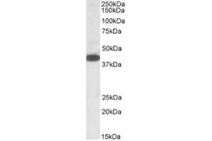 Image no. 1 for anti-alpha-1,4-N-Acetylglucosaminyltransferase (A4GNT) (C-Term) antibody (ABIN487976)