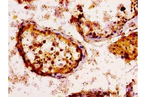 IHC image of ABIN7157558 diluted at 1:100 and staining in paraffin-embedded human testis tissue performed on a Leica BondTM system. (KSR2 Antikörper  (AA 159-296))