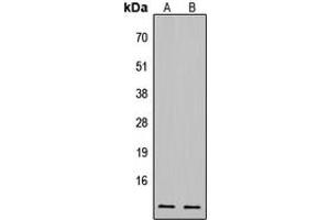 Western blot analysis of CDK2AP1 expression in HUVEC (A), HeLa (B) whole cell lysates.