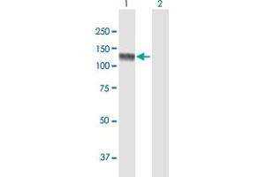 Western Blot analysis of USP20 expression in transfected 293T cell line by USP20 MaxPab polyclonal antibody. (USP20 Antikörper  (AA 1-913))