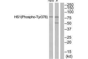 Western blot analysis of extracts from JurKat cells and HepG2 cells, using HS1 (Phospho-Tyr378) antibody. (HCLS1 Antikörper  (pTyr378))