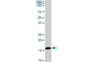 Western Blotting (WB) image for anti-Nucleoside diphosphate kinase B (NME2) (AA 51-152) antibody (ABIN518376)