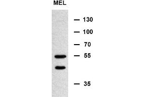 MIN Antibody (N-term) (ABIN654085 and ABIN2843973) western blot analysis in murine erythroleukemia cell line lysates (35 μg/lane). (MINPP1 Antikörper  (N-Term))