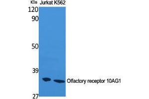 Western Blot (WB) analysis of Jurkat and K562 cells using Olfactory receptor 10AG1 Polyclonal Antibody. (OR10AG1 Antikörper  (C-Term))
