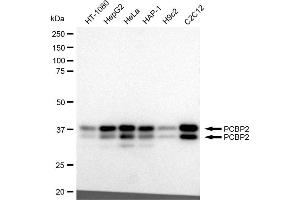 Western blotting analysis using PCBP2 antibody (ABIN7799871).