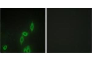 Immunofluorescence analysis of HepG2 cells, using PCDH-X/Y Antibody. (PCDH-X/Y (AA 531-580) Antikörper)