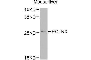 Western blot analysis of extracts of mouse liver, using EGLN3 antibody (ABIN5974477) at 1/1000 dilution. (EGLN3 Antikörper)
