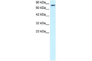 Human HepG2; WB Suggested Anti-KIF3B Antibody Titration: 0. (KIF3B Antikörper  (C-Term))