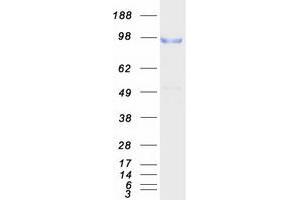 Western Blotting (WB) image for CUB Domain Containing Protein 1 (CDCP1) (Transcript Variant 1) protein (Myc-DYKDDDDK Tag) (ABIN2713643)