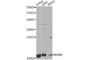 Western blot analysis of extracts of various cell lines, using MANF Antibody. (MANF Antikörper  (AA 25-182))