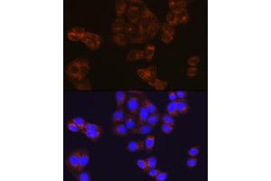 Immunofluorescence analysis of HeLa cells using BMP4 Rabbit mAb (ABIN7265898) at dilution of 1:100 (40x lens). (BMP4 Antikörper)