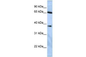 Western Blotting (WB) image for anti-Ubiquitin Specific Peptidase 3 (USP3) antibody (ABIN2458037) (USP3 Antikörper)