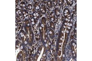 Immunohistochemical staining of human duodenum with C21orf45 polyclonal antibody  strong cytoplasmic positivity in glandular cells at 1:20-1:50 dilution.