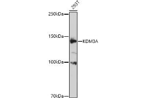 Western blot analysis of extracts of 293T cells, using KDM3A antibody (ABIN1680576, ABIN3015992, ABIN3015993 and ABIN6219489) at 1:1000 dilution. (KDM3A Antikörper  (AA 1-300))