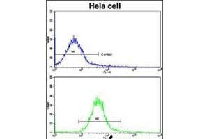 Flow cytometric analysis of hela cells using Nanos Homologue 1 (NANOS1) Antibody (C-term)(bottom histogram) compared to a negative control cell (top histogram). (Nanos Homolog 1 Antikörper  (C-Term))