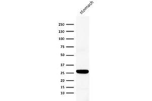 Western Blot Analysis of human stomach lysate using Connexin 32 Mouse Monoclonal Antibody (Clone M12. (GJB1 Antikörper)