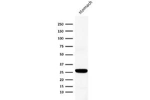 Western Blot Analysis of human stomach lysate using Connexin 32 Mouse Monoclonal Antibody (Clone M12.