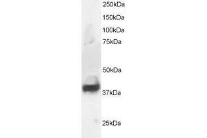 Western Blotting (WB) image for Septin 3 (SEPT3) peptide (ABIN370446) (Septin 3 (SEPT3) Peptid)