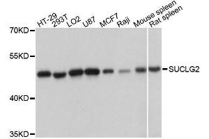 Western blot analysis of extracts of various cell lines, using SUCLG2 antibody (ABIN5996555) at 1:3000 dilution. (SUCLG2 Antikörper)