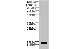 Western blot All lanes: LSM7 antibody at 3 μg/mL + HepG2 whole cell lysate Secondary Goat polyclonal to rabbit IgG at 1/10000 dilution Predicted band size: 12 kDa Observed band size: 12 kDa (LSM7 Antikörper  (AA 2-103))